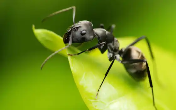 ant, зелёный, makryi, лист, насекомое, большой, фото, pest, макросъемка