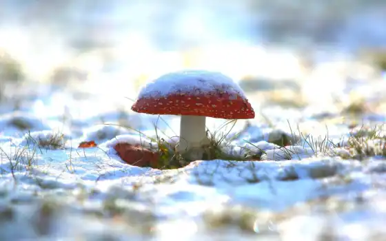 winter, mushroom, тема