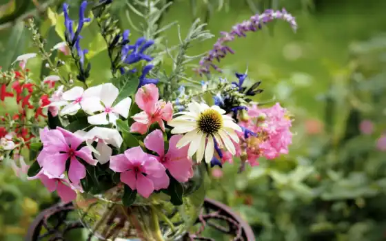 цветы, букет, ваза, цветов, вазе, полевые, бальзамины, эхинацея, 