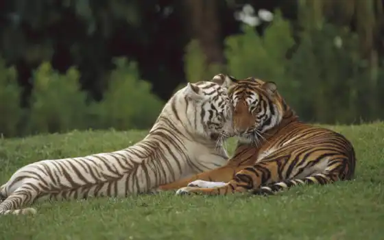белый, белый, уже, тигры, тигры, двое, разные, тигры,