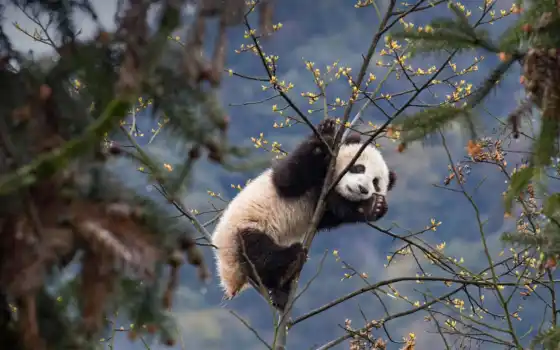 животное, панда, пост