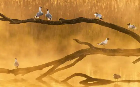 , , много, птицы, сидя, ветвь, вода