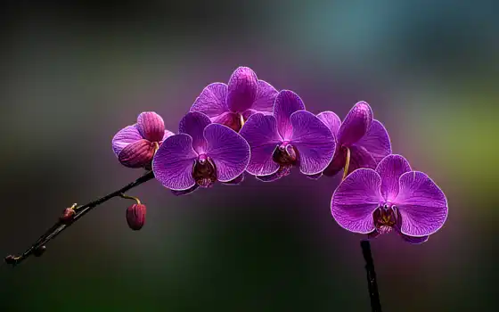 ты, мир, цветы, орхидея,