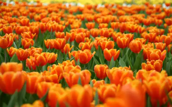 пухлые, цветы, голень, тулип, тюльпанов, тюльпаны, нь, нэн, с, оранжевый,