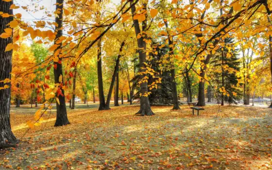 осень, парк, ли, место, деревья, русский,