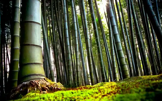 японки, бамбук, класс, кето, лес, за плечами, тропинка, класс, сбор,