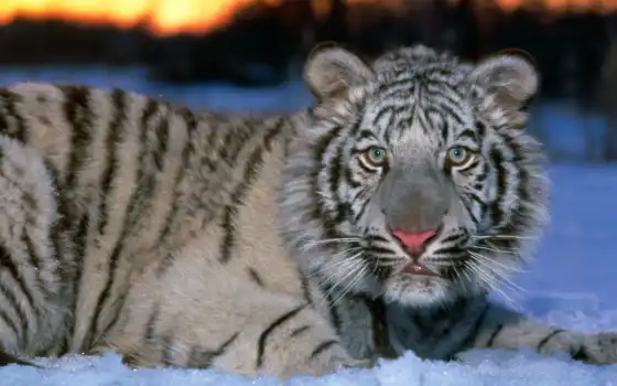 тигр, белый, снегу, тигры, снег, 