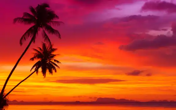 закат, пляж, небо, природа, palm, море, метки, тропики, tropical, 