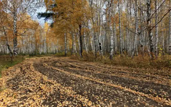 осень, деревя, рисунки, дорога, 