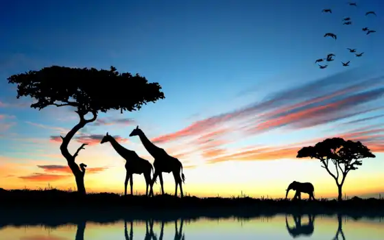 закат, африка, жираф, слон, сафари, 