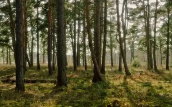 лес, деревья, финляндия, сосна, свет, полный,