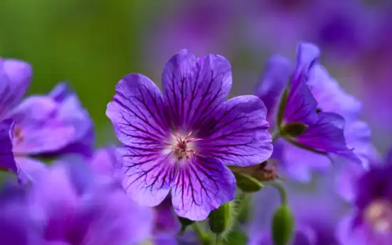 цветы, фиолетовые, макро, бесплатные, фиалки, природа, 