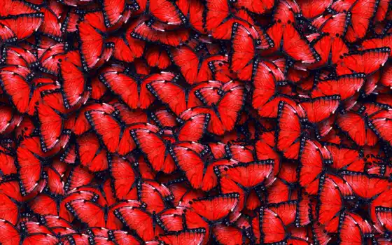 бабочки, красивые, широкоформатные, коллекция, текстура, загружено, лучшая, уже, красные, 