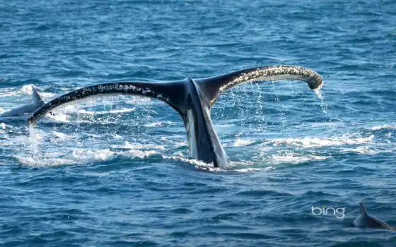 animal, кит, humpback