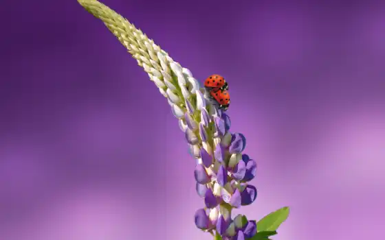 коровка, lavender