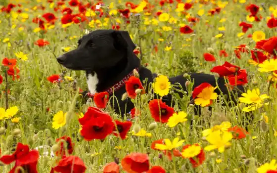 собака, cvety, yellow, flowers, луг, poppy, картинка, android
