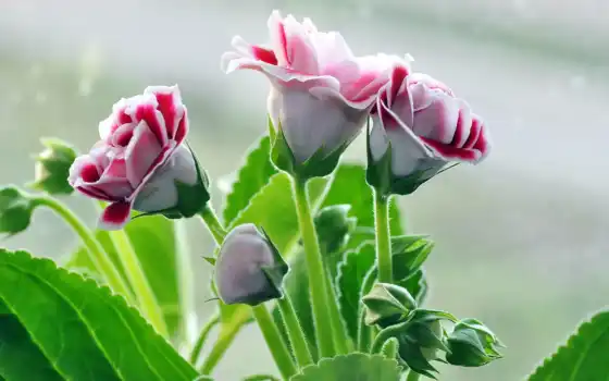 роза, бутон, красивый, лепесток, цветы, дружба, день, gloksiniya, happy, букет