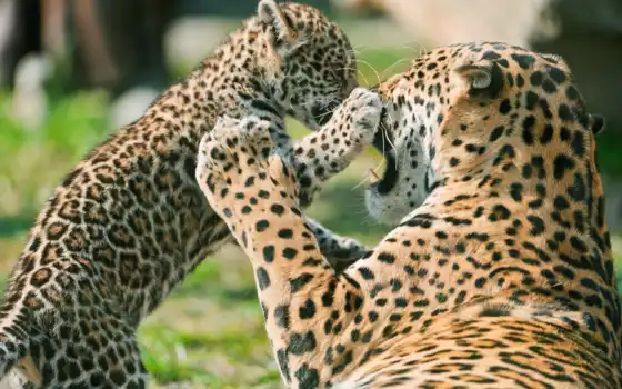 jaguar, животное, пнг, детеныши, животные, ягуар, первооткрыватель, медсестры,