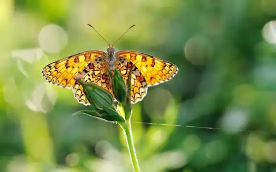 бабочка, дружит, бабочки, цветы, макро, бабочкой, травою, природа, fone, крылья, зеленом, 