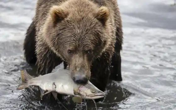 медведь, рыбка, река, ремесло, браун, охота, гризли, животное, лосось, лето, лов