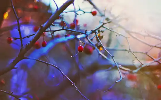 ягода, настроение, winter, природа, stoloboi