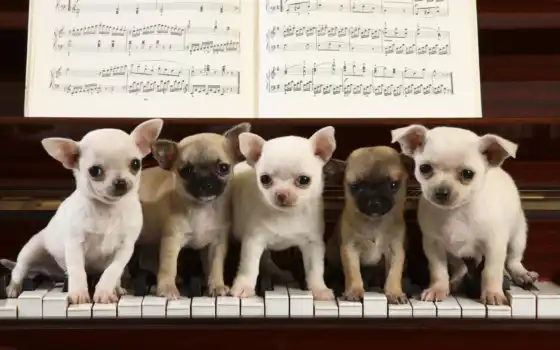 фортепиано, чахуа, сюр, щенок, щенков, сури, игры, собаки,