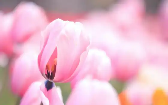 тюльпаны, cvety, flowers, тюльпан, нежные, бутоны, розовые, tulips, цветы, 