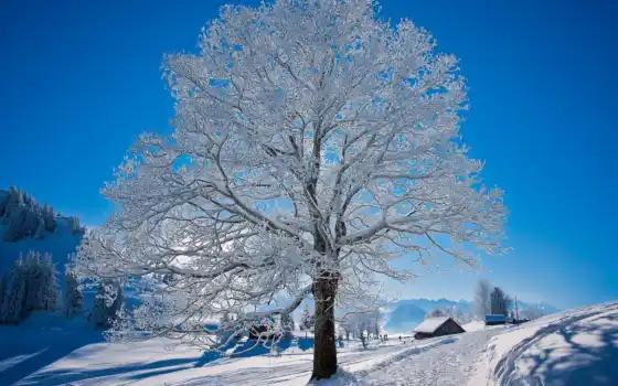 природа, снег, дерево, winter, иней