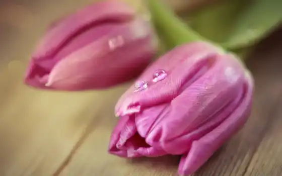 розовый, тюльпан, роса