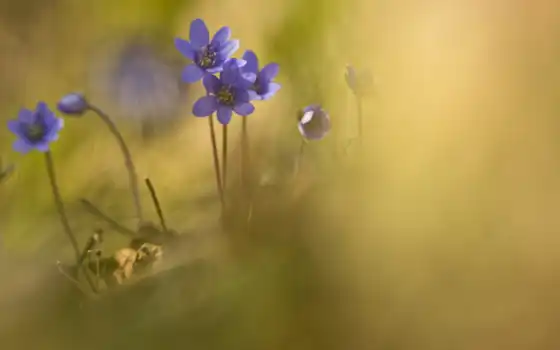цветы, фиолетовый, природа