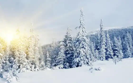 зима, солнце, холодные, сосны, елки, ели, заснеженные,