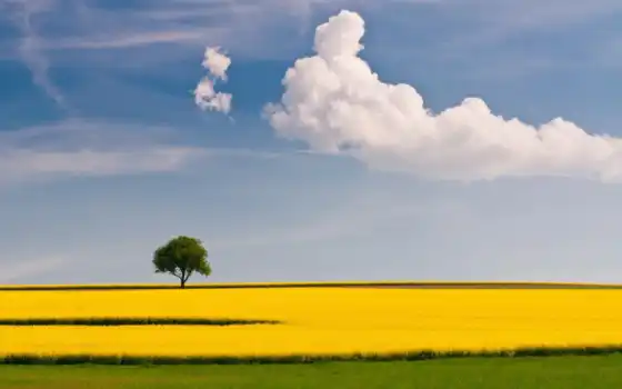 пейзаж, желтый, дерево, поле