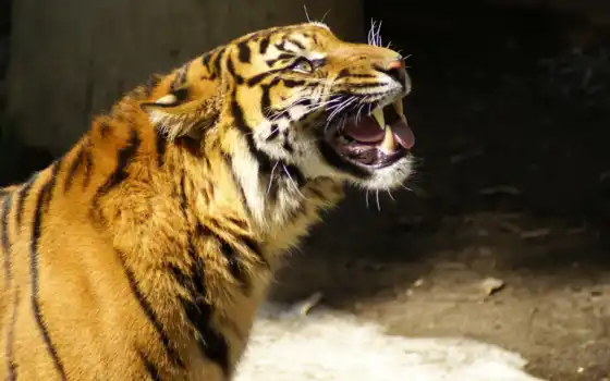 тигр, животное, снег