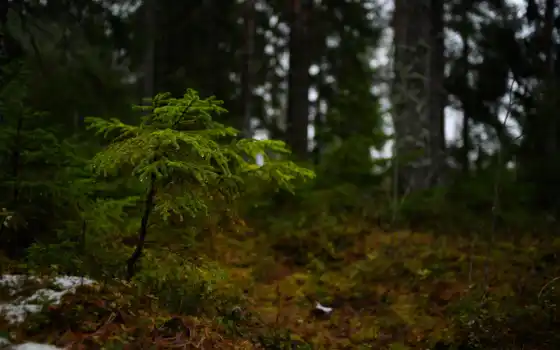 лес, древесина, для секса, ретро, финляндию
