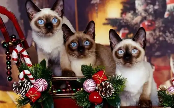 cat, christmas, siamés, сиамские, кошки, que, siamese, новогодние, коты, fondo, image, screensaver, 