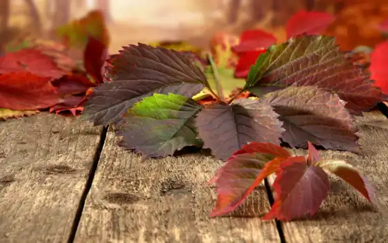 природа, you, фотографии, want, листья, рисунки, autumn, theme, популярные, item, flag, доски, sure, 
