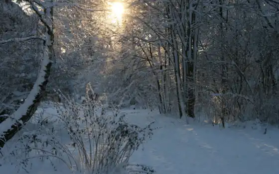 зима, снег, лес, солнце, деревья, 