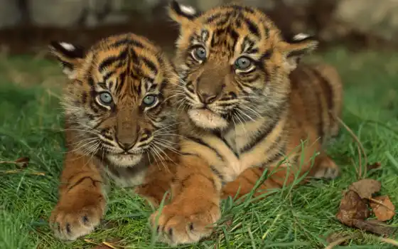 совершенно, котята, тигрята, два, диких, тигров, тигренка, 