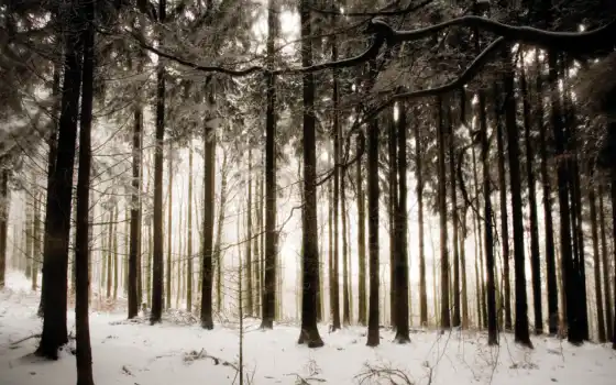 зима, лес, жизнь,