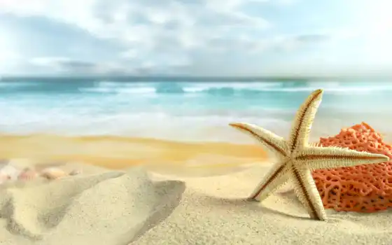 море, summer, пляж, starfish, пляжа, discover, полном, размере, природа, создать, 