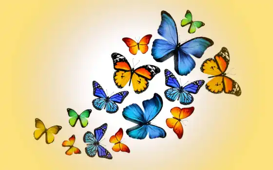бабочки, чешские, бабочки, фотороби, кубка, кормовое, белое, белое, белое, свиное, фон,
