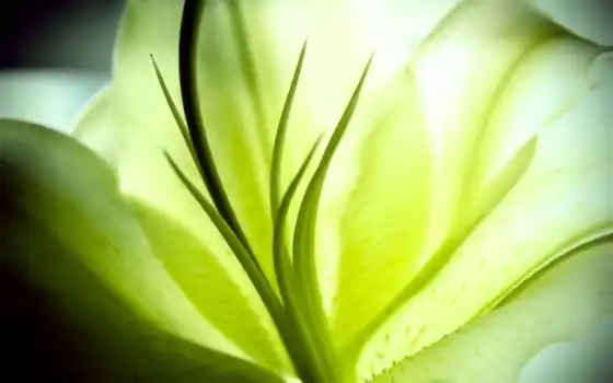 lily, plante