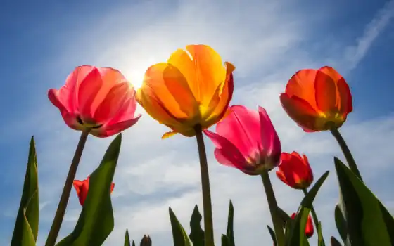 cvety, zonnige, dag, tulpen, kleurrijke, тюльпаны, 