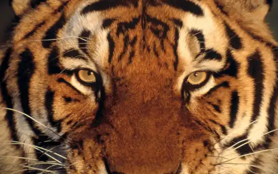 тигр, глаз, животное