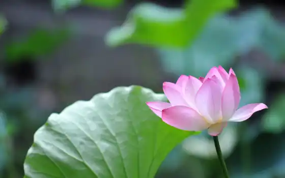цветы, природа, lotus, cvety, лепесток, розовый, рамочка, lily, water