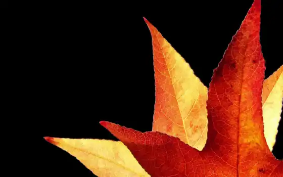 nature, лист, осень, desktop, золотистый, an, duesseldorf, leaves, germany, backlit, photos, download, daily, ambertree, картинка, pack, pics, eu, 