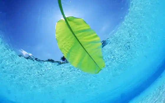 maldives, sea, underwater, water, leaf, island, nature, ъцә, travel, tourism, photos, 