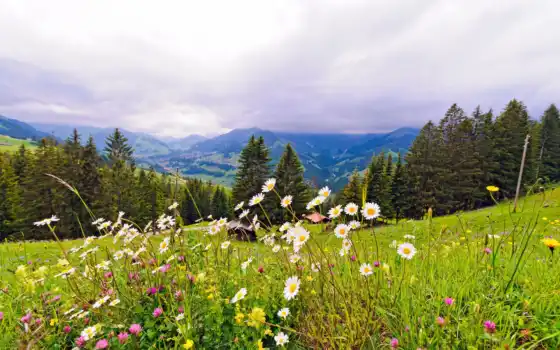 горы, природа, швейцария, луг, деревья, цветы, 