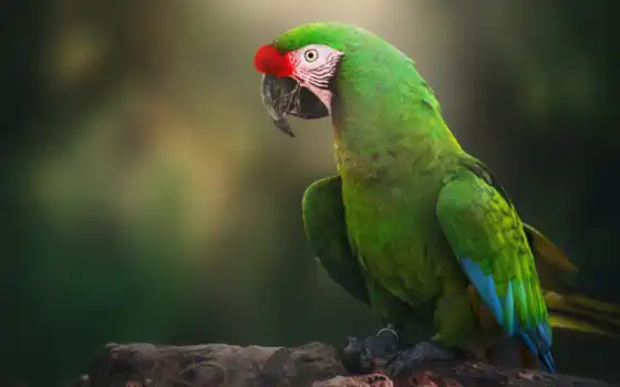macaw, универмаг, большие, бездны,