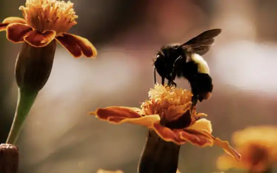 пчелка, цветы, насекомое, бархатцы